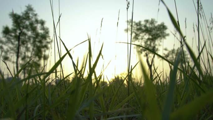 清晨草丛中的太阳唯美镜头