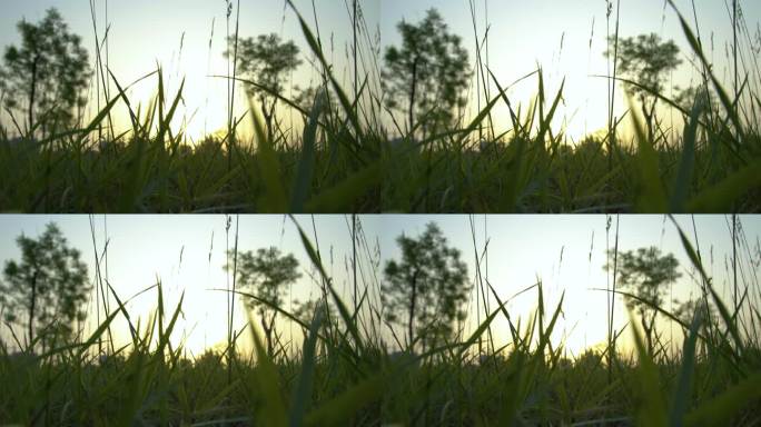 清晨草丛中的太阳唯美镜头