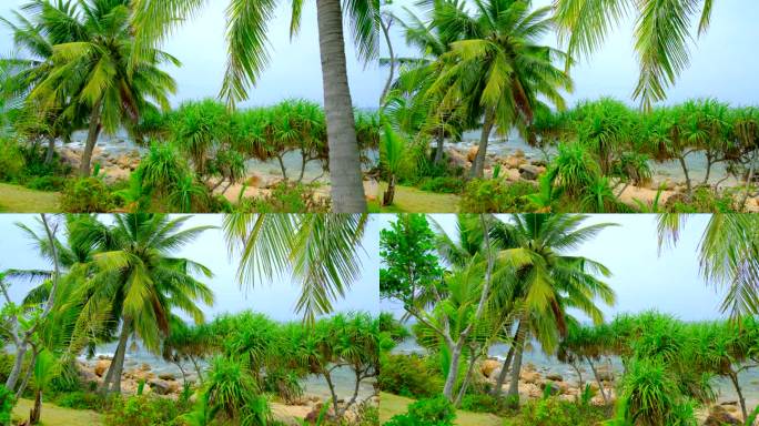 海南三亚海景海边椰树沙滩 椰子树
