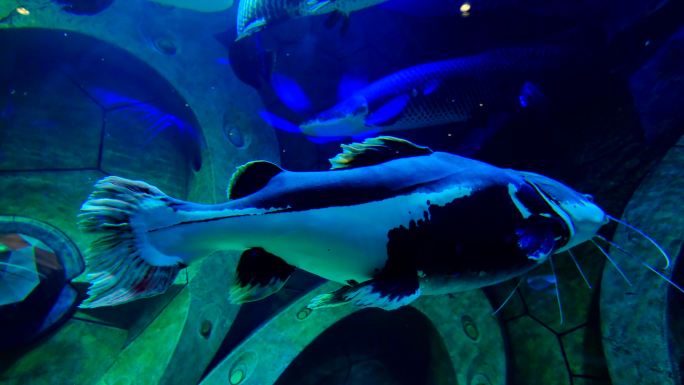 鱼缸鱼群 海洋馆 水族馆 海底世界