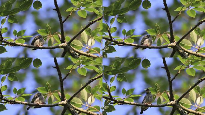 拟啄木鸟幼鸟枝头梳理羽毛