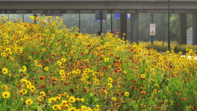 杭州之江路小菊花花海