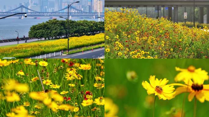 杭州之江路小菊花花海