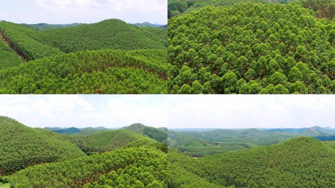 满山遍野的速生桉