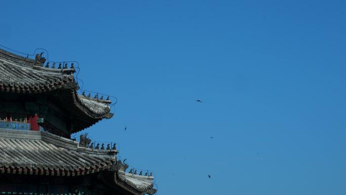 北京古建雨燕