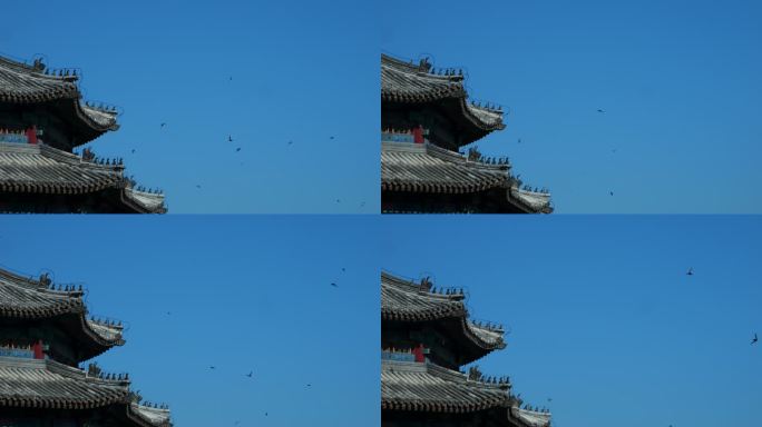 北京古建雨燕