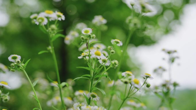 芒种夏天