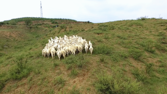 航拍黄土高原放羊