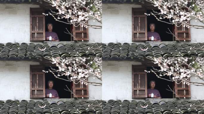 江南老房子老人站在窗户前看窗外樱花思念
