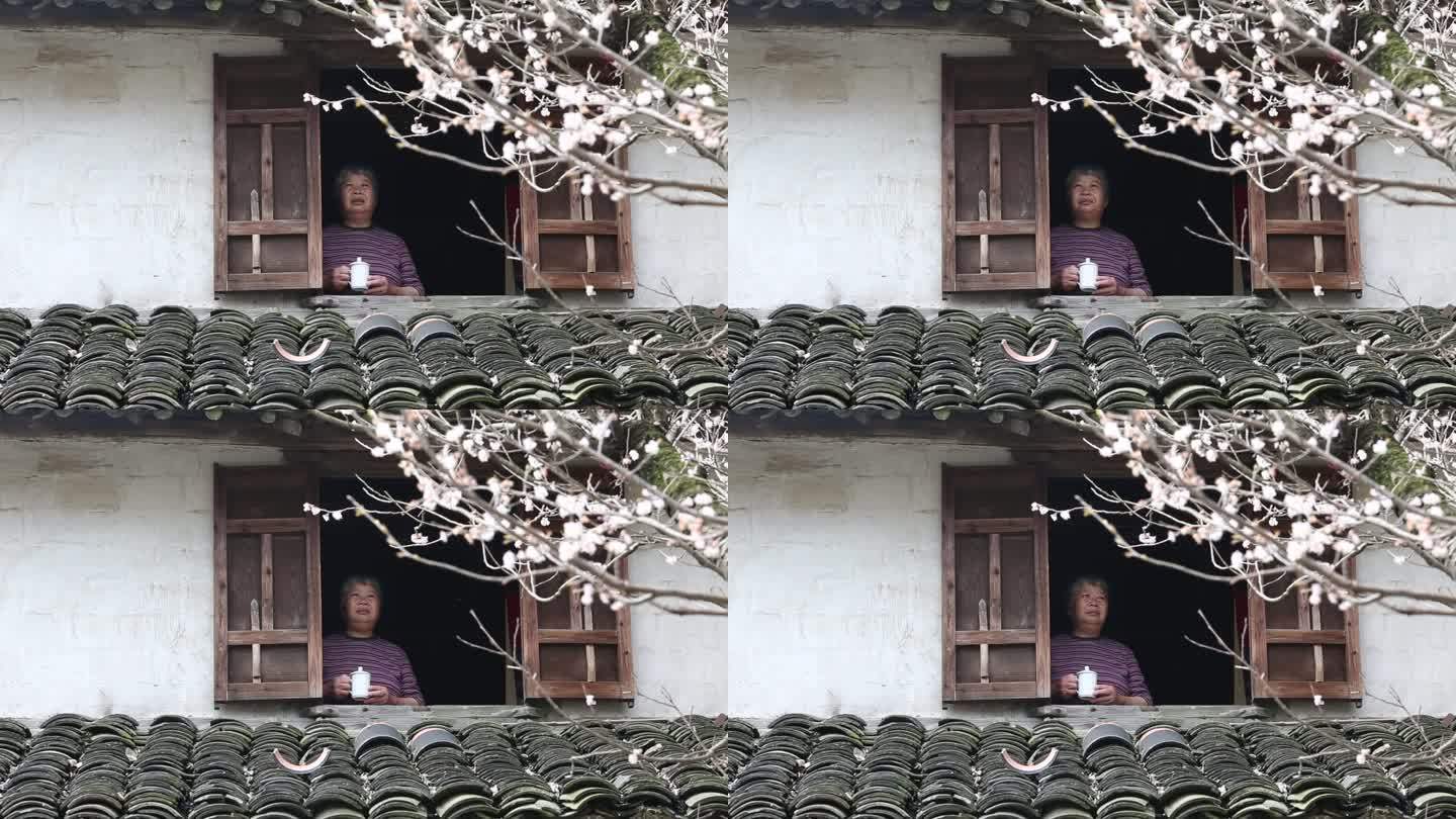 江南老房子老人站在窗户前看窗外樱花思念
