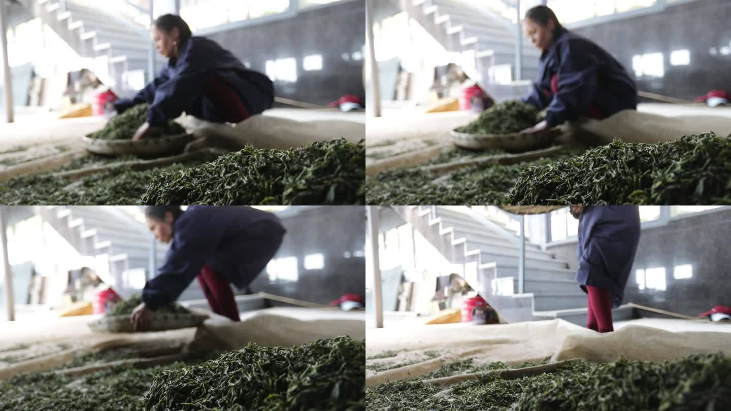 茶叶女工人手法操作第一视角全景镜头