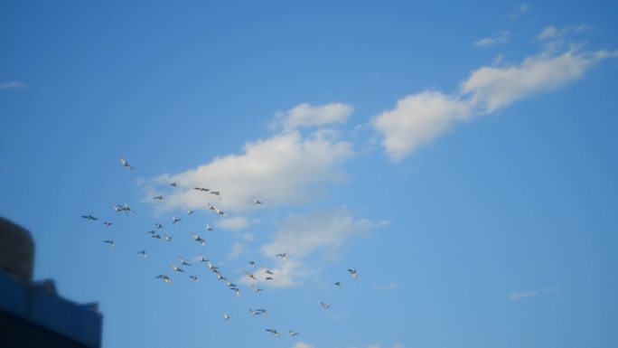 天空鸽子