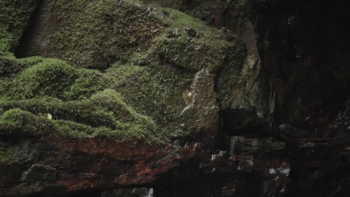 流水青苔水滴小溪水森林大自然山泉苔藓水流