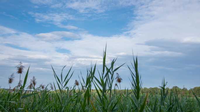 湿地公园芦苇蓝天白云延时视频