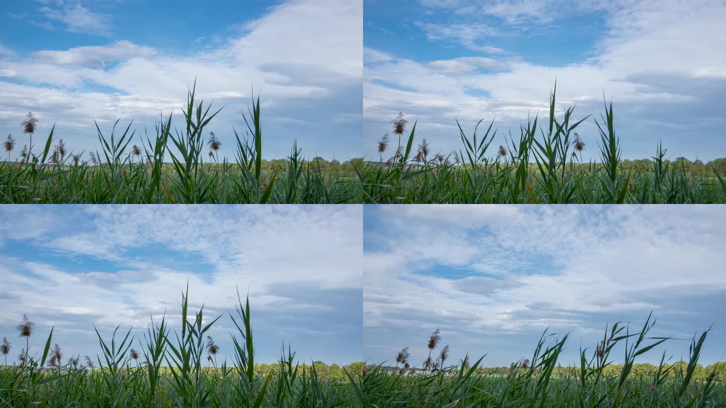 湿地公园芦苇蓝天白云延时视频