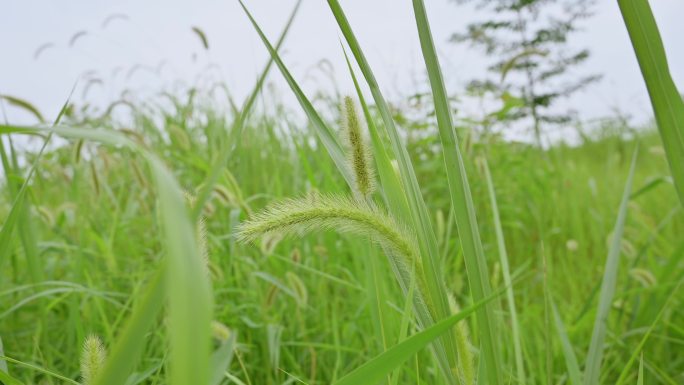 野草狗尾草治愈