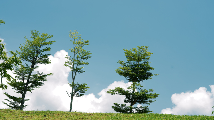 小树蓝天白云树木自然生态风景4K视频素材