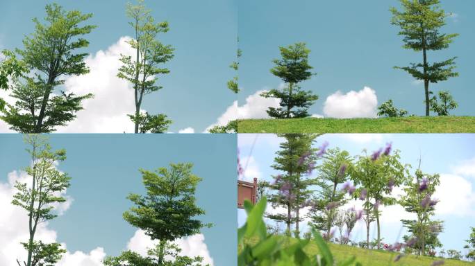 小树蓝天白云树木自然生态风景4K视频素材