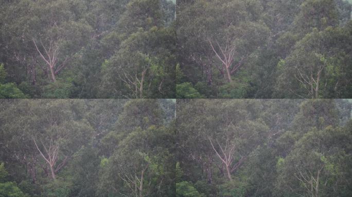 森林下雨狂风暴雨风吹雨打树丛树林大风大雨