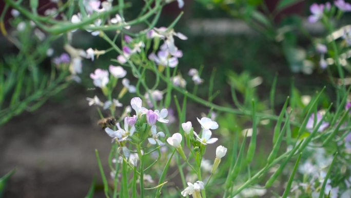 蜜蜂采花蜜