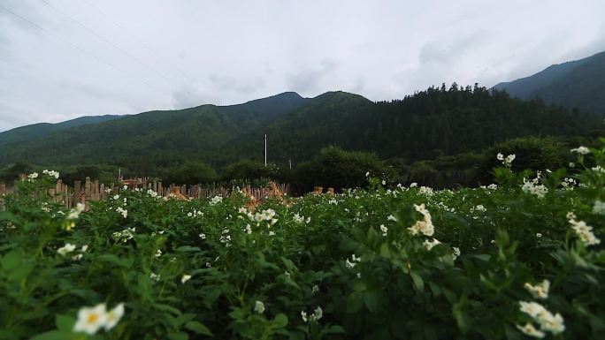 土豆地洋芋花