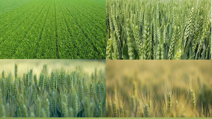 不同季节的麦田 不同时期小麦生长状态