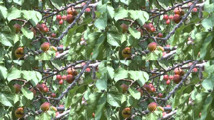 新疆瓜果---毛红杏1