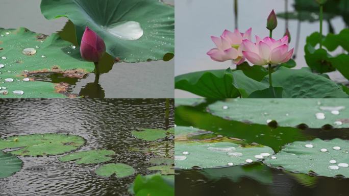 【4K超清】夏日荷花莲花合集