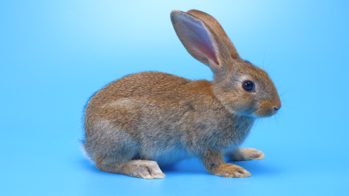小灰兔野兔啮齿动物 蓝色背景