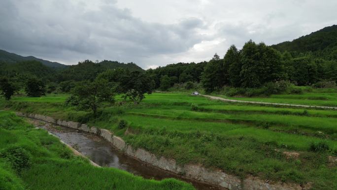 乡村稻田  治愈风景  舒适宁静