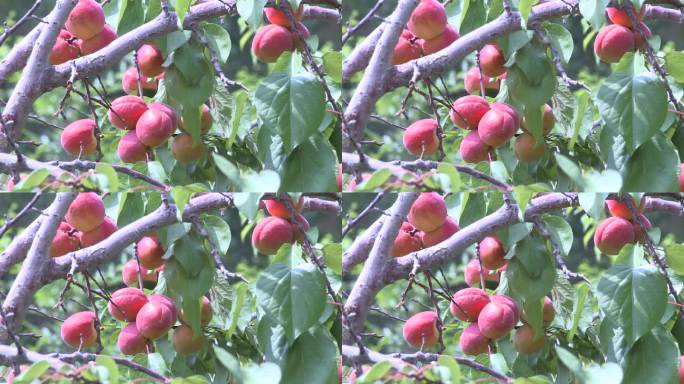 新疆瓜果---毛红杏