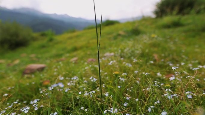 山上的野花