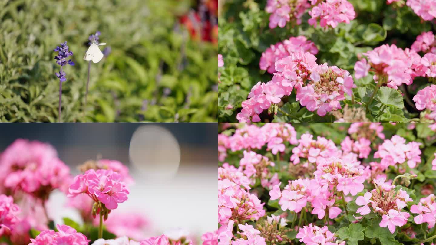 公园植物园花圃花朵缤纷绽放实拍视频2