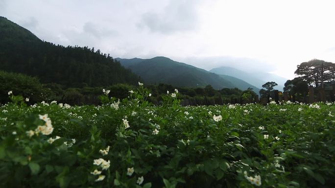 土豆地洋芋花