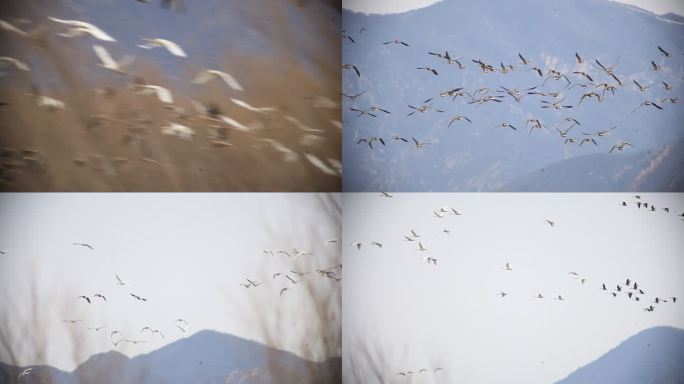 鸟群起飞-湿地