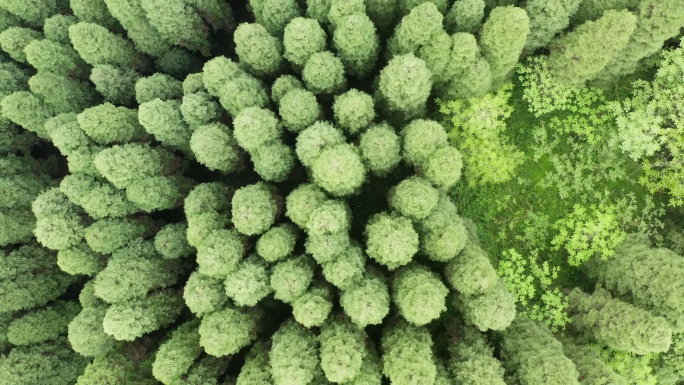 重庆涪陵武陵山国家森林公园风光