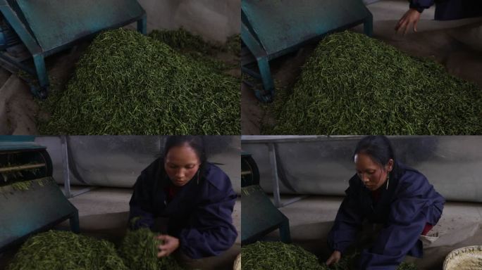 茶叶女工人手法操作第一视角全景镜头