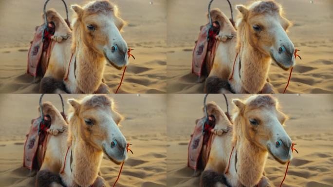【4K】青海-骆驼-02