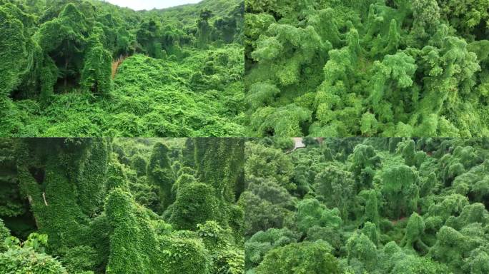 麻油藤 植物 生态 浙江 绿野