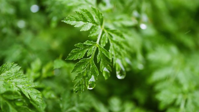 唯美 雨水  流水 瀑布