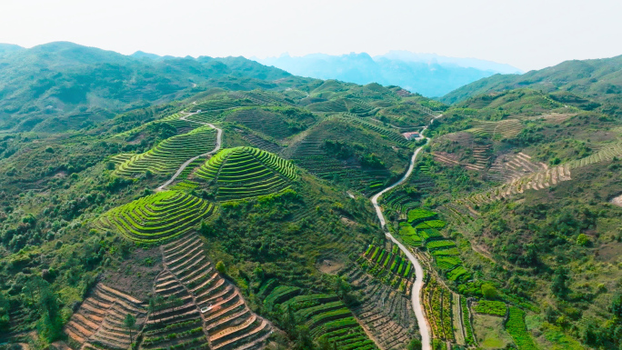 航拍福建诏安县白洋乡八仙茶茶山