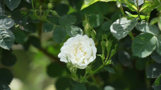 实拍娇嫩白玫瑰唯美空镜头素材4k