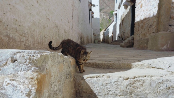 寺庙里的野猫