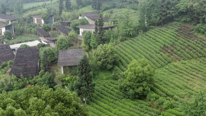 重庆巴南定心茶园风光