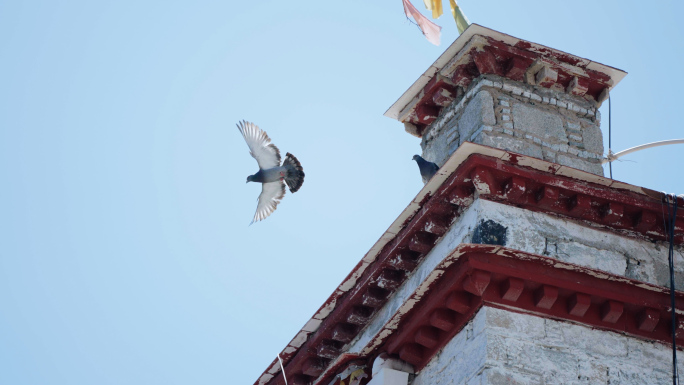 西藏鸽子飞