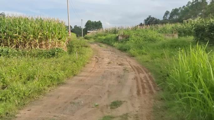 乡道山坡小道绿色小路山路山坡野草山路泥泞