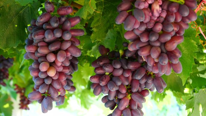 新疆瓜果系列--葡萄