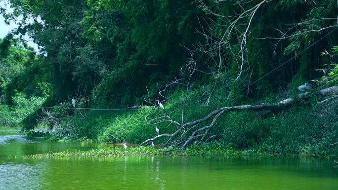 岛上野生白鹭鸟