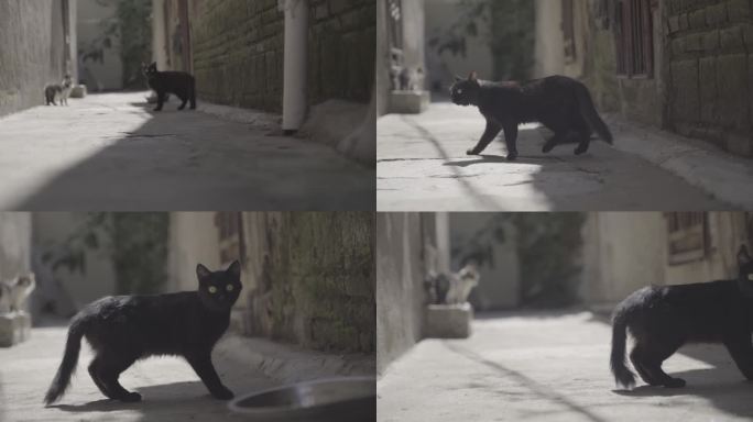 L中华田园猫 宠物 乡村 唯美 农村黑猫