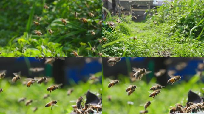 春天田野养蜂场蜜蜂慢镜头专辑